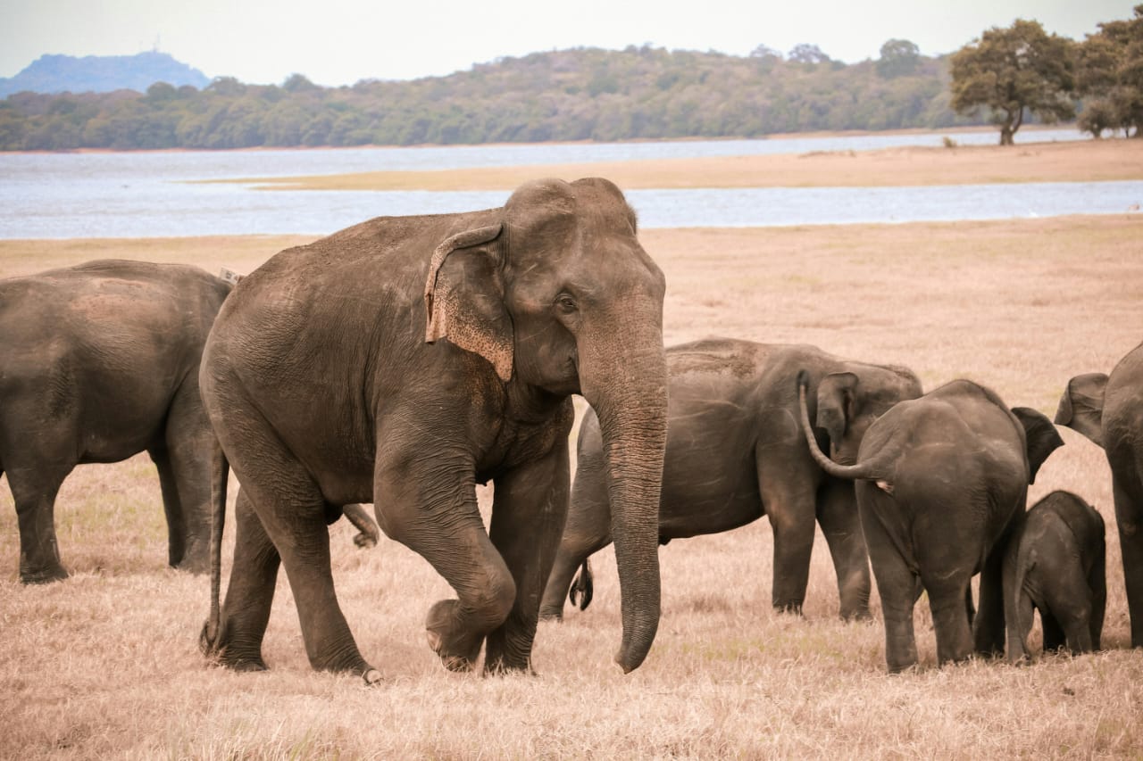 Affordable Taxi Service in Sri Lanka